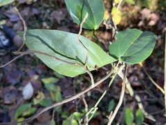Smilax walteri