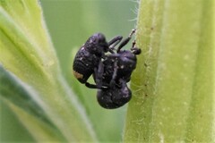 Tyloderma foveolatum