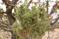 Juniperus occidentalis