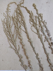 Artemisia austriaca