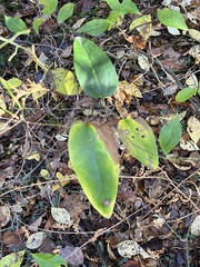 Smilax walteri