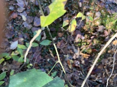 Smilax walteri