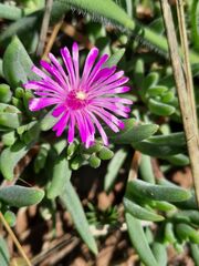 Delosperma pilosulum