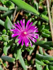 Delosperma pilosulum