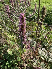 Betonica officinalis