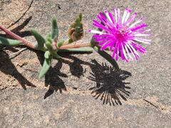 Delosperma pilosulum