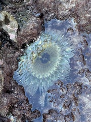 Anthopleura sola
