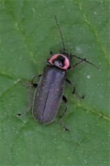 Atalantycha neglecta