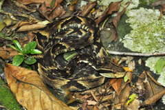 Bothrops jararaca