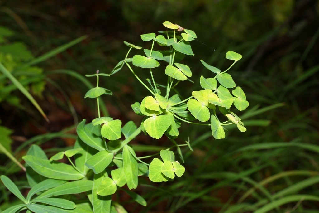 Euphorbia dubovikiae