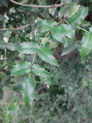 Berberis moranensis