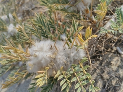 Astragalus thracicus