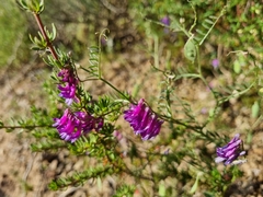 Vicia villosa