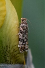 Phaecasiophora niveiguttana