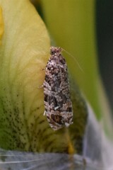 Phaecasiophora niveiguttana