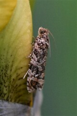 Phaecasiophora niveiguttana