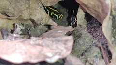 Dendrobates truncatus