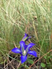 Gentiana autumnalis