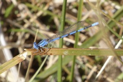 Argia agrioides
