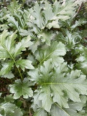 Acanthus
