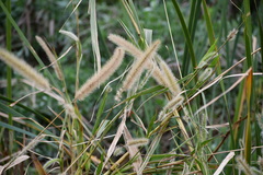 Setaria magna