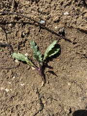 Senecioninae