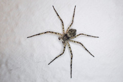 Philodromus margaritatus