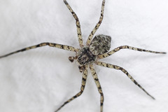 Philodromus margaritatus