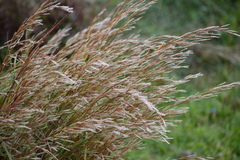 Schizachyrium littorale