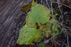 Aristolochia macrophylla