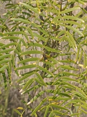 Hoplitimyia mutabilis