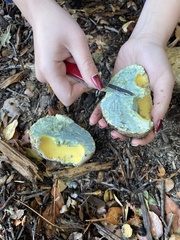 Caloboletus marshii
