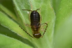 Forficula auricularia