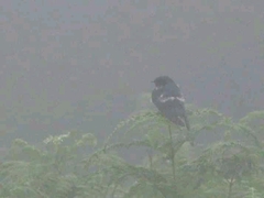 Hirundo atrocaerulea