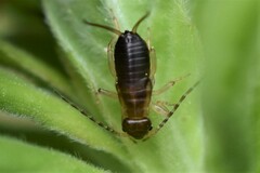Forficula auricularia