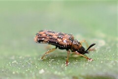 Sumitrosis inaequalis