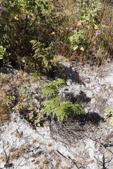 Pteridium aquilinum capense