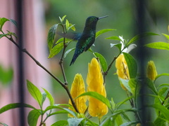 Chlorostilbon melanorhynchus