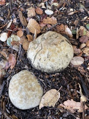 Caloboletus marshii
