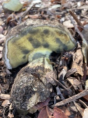 Caloboletus marshii