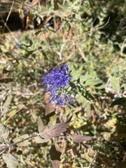 Caryopteris mongholica