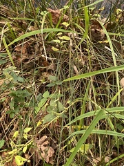Chasmanthium sessiliflorum
