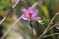 Bauhinia variegata