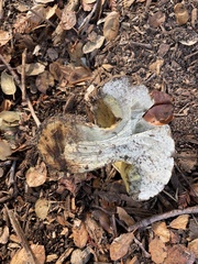 Caloboletus marshii