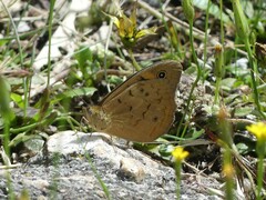 Heteronympha merope