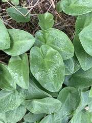 Arisarum