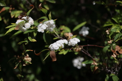 Spiraea flexuosa