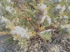 Astragalus thracicus