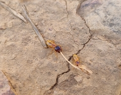 Microhodotermes viator