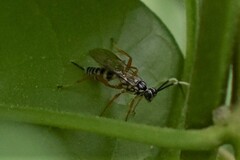 Lymeon orbus